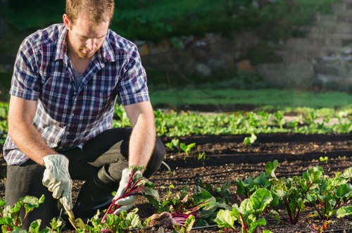 Seasonal planting and border care in a Bexleyheath garden