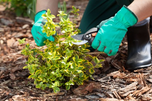 Seasonal lawn care in Bexleyheath for a well-kept residential garden
