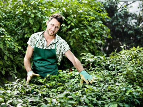 Professional lawn mowing in a Bexleyheath garden