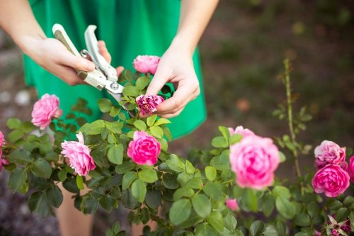 Seasonal lawn mowing service for a Bexleyheath property