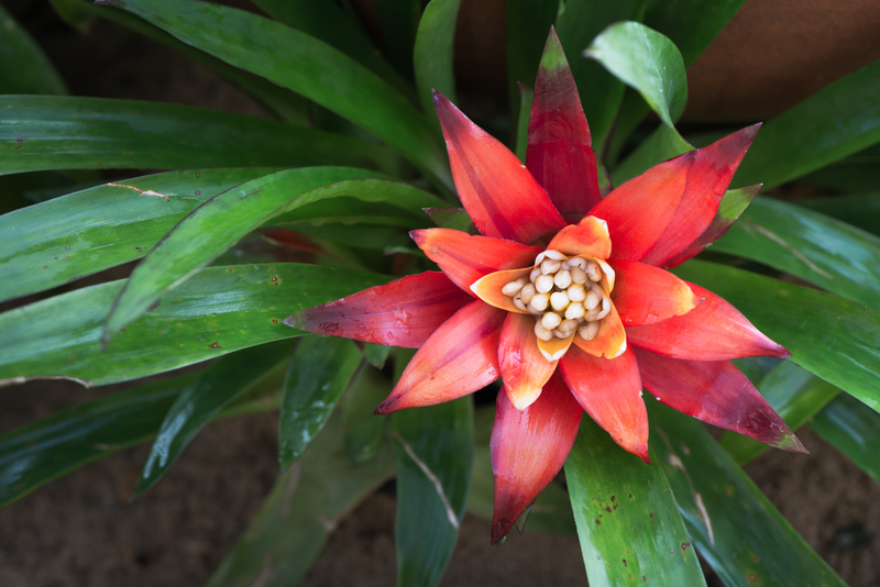 home plants